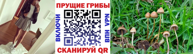 где купить наркоту  Валуйки  Галлюциногенные грибы GOLDEN TEACHER 